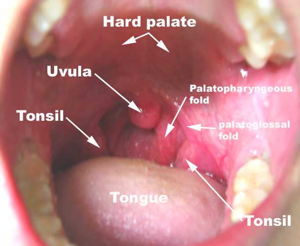oral tonsils uvula